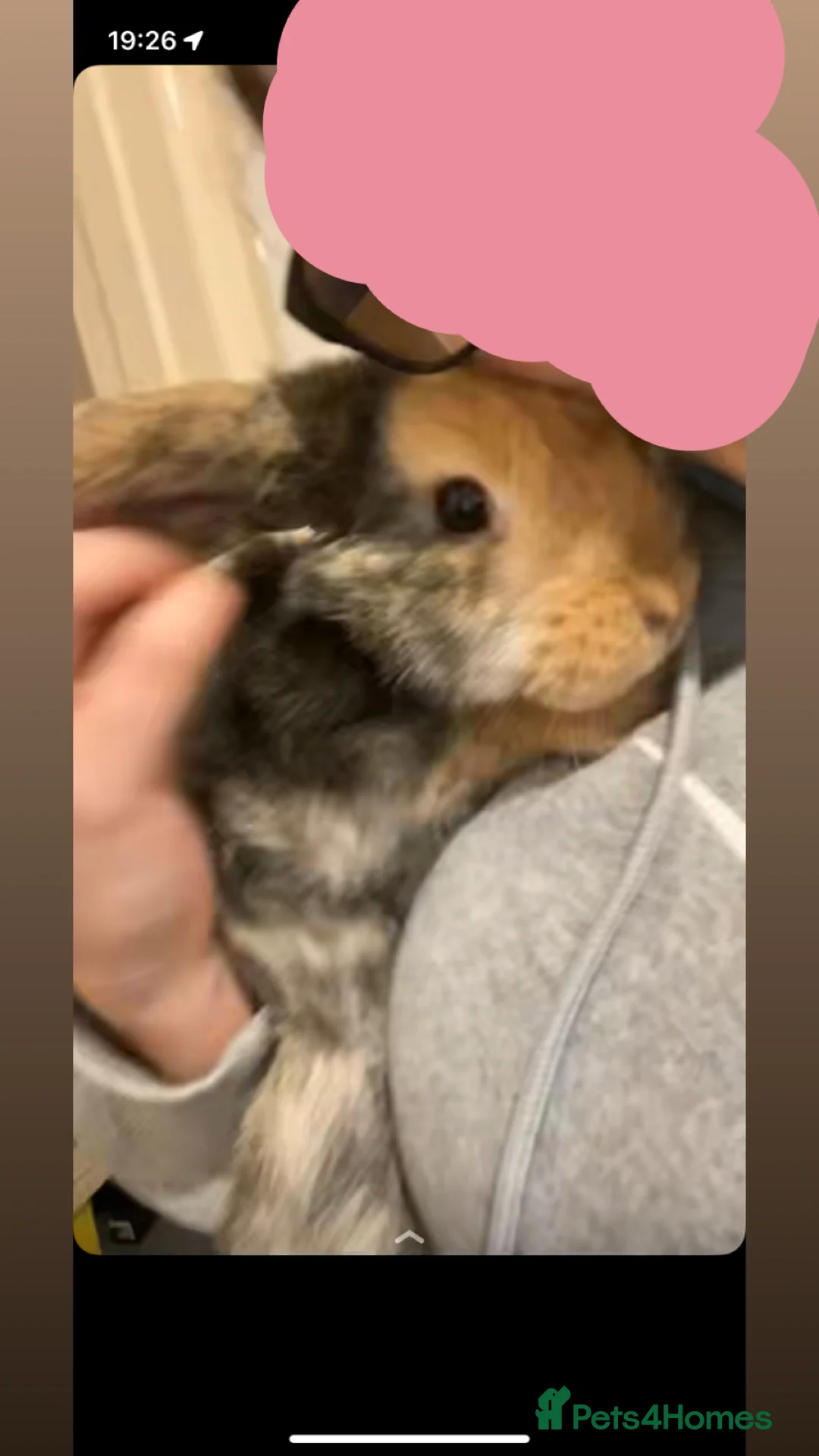 Mixed Breed rabbits for sale: 3month male urgent  - Advert 2