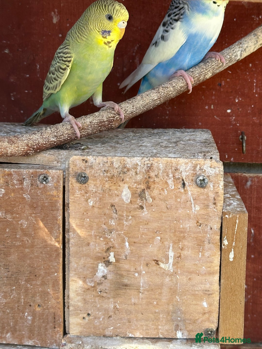 Budgerigars birds for sale: Budgies for sale - Image 6