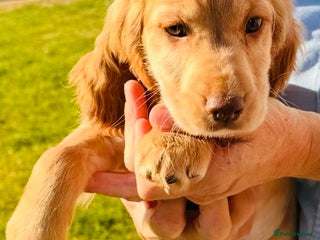 Cocker Spaniel dogs - Advert 2