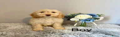 Cockapoo 3