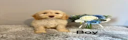 Cockapoo dogs for sale: Beautiful F1 Cockapoo Puppies - Ready Now - Advert 12