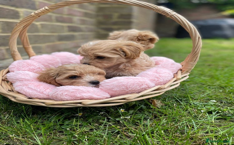 Maltipoo dogs - Advert 8