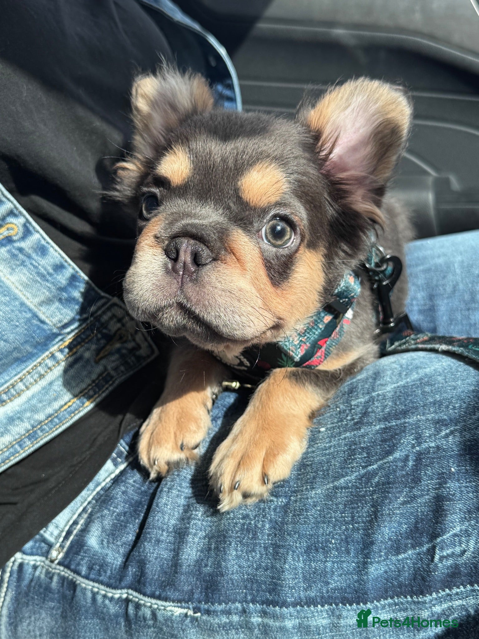 French Bulldog dogs Adorable fluffy frenchies - Advert 3