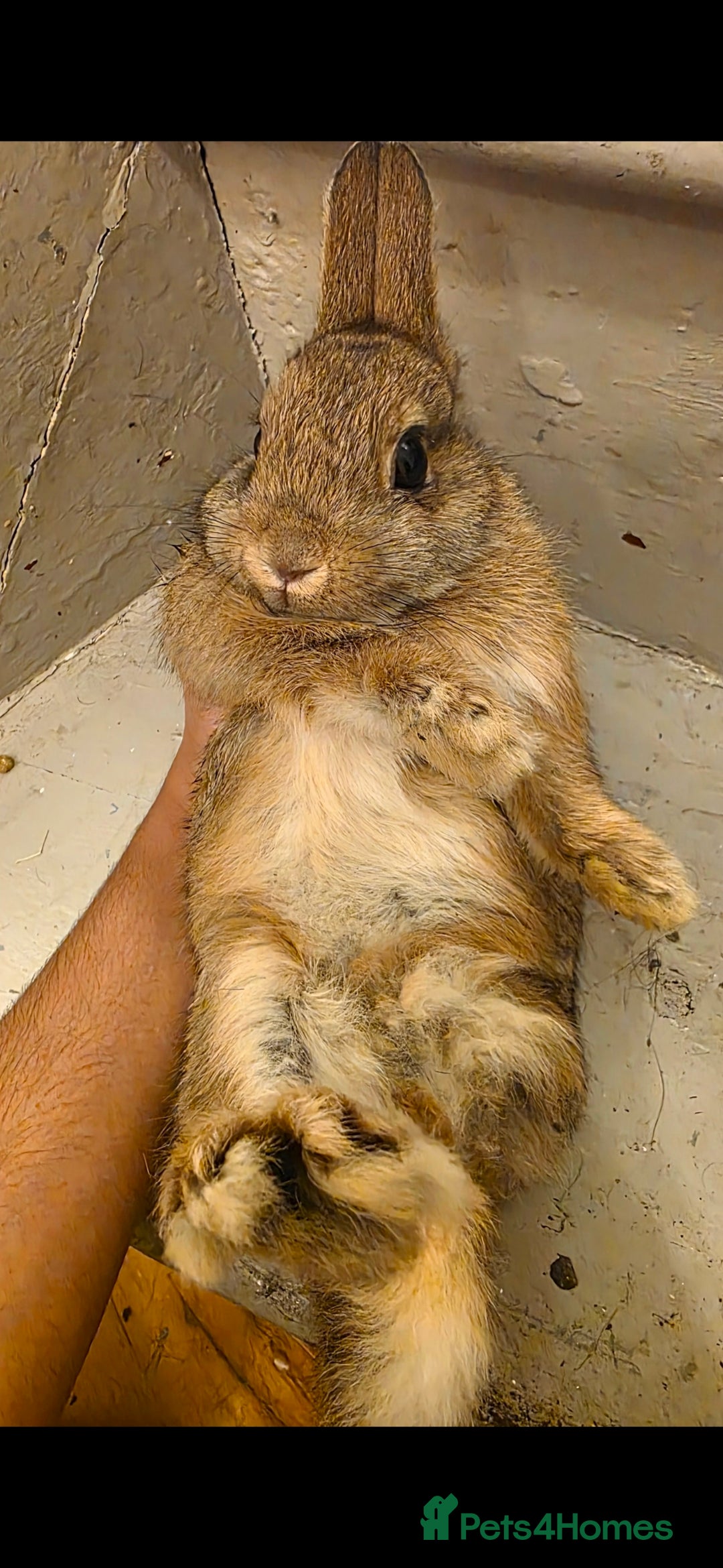 Netherland Dwarf rabbits for sale: Beautiful Bonded Pair of Netherland dwarf Bunnies  - Advert 7