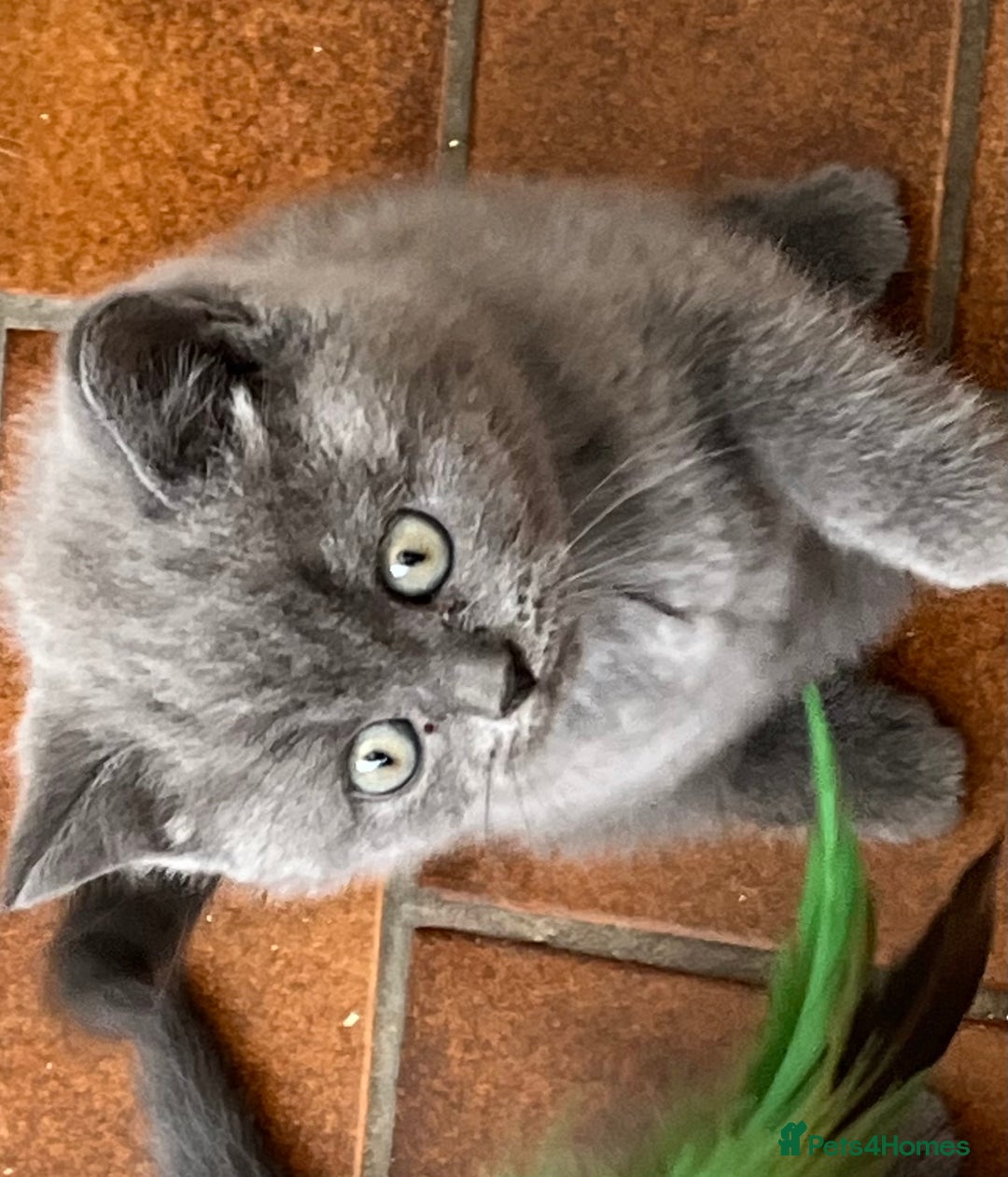 British Shorthair cats for sale: Gorgeous British shorthaired kittens - Image 2