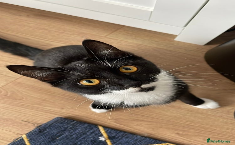 Mixed Breed cats - Advert 1