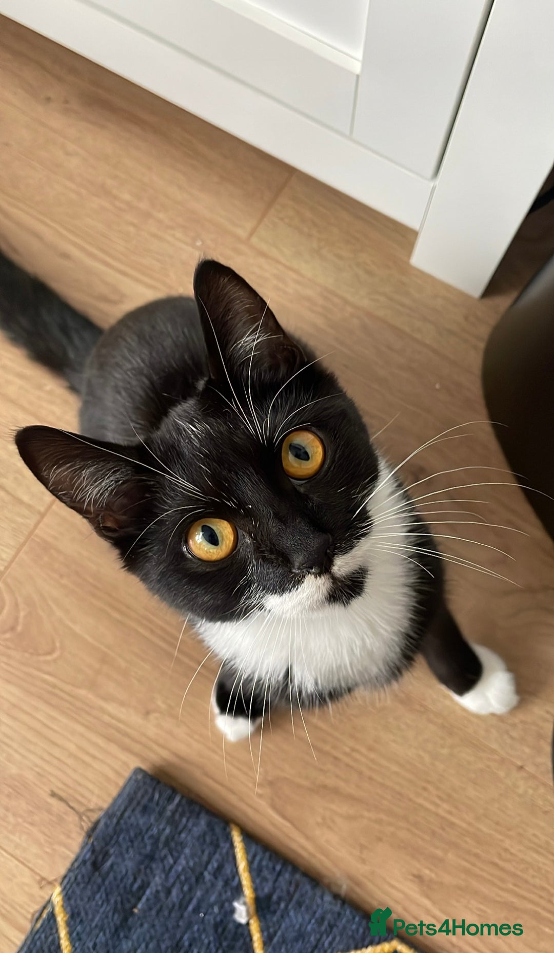 Mixed Breed cats for sale: sweet 2 y/o boy looking for forever home - Image 1