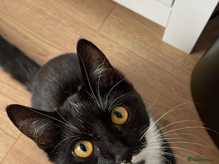 Mixed Breed cats - Advert 33