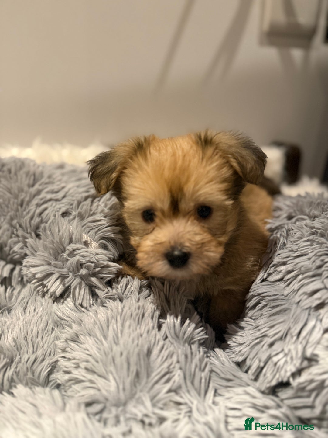 Mixed Breed dogs for sale: Unique mix - Maltese x JackChi Puppies - Advert 22