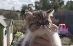 Persian cats for sale: Persian kittens KC Registered with pedigree - Image 26
