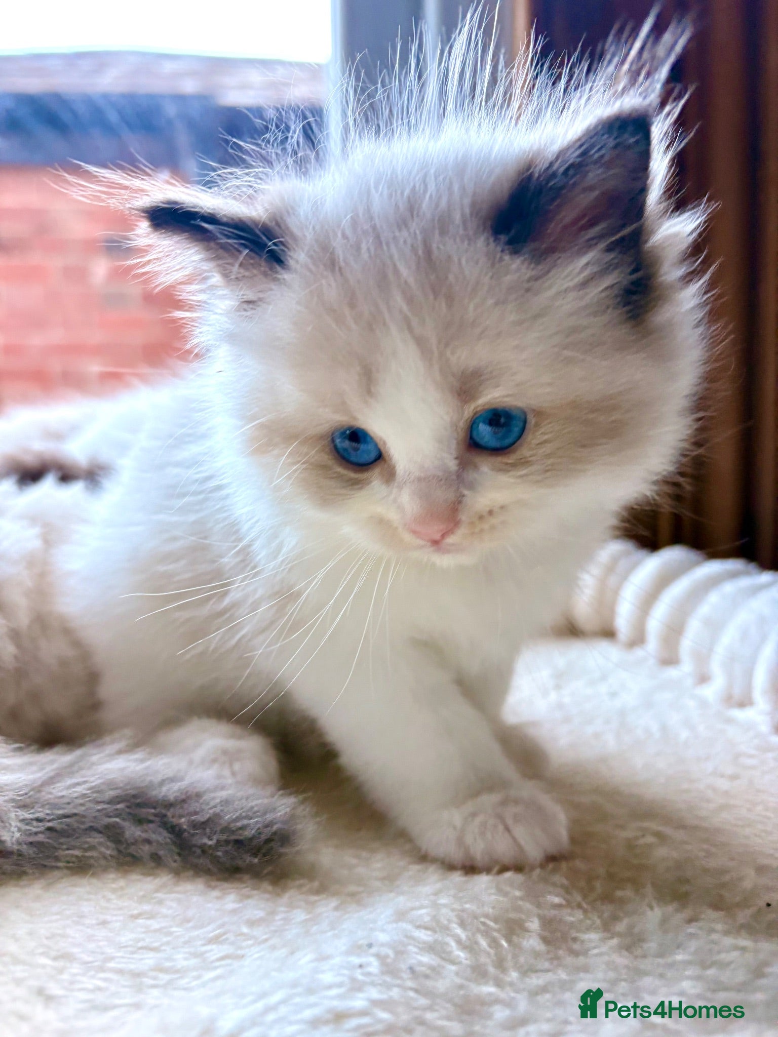 Ragdoll cats 🏆✨  Doll-face health clear Ragdoll kittens ✨🏆 - Advert 3