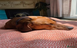 Dachshund dogs for stud: Smooth haired European sized Daschund  - Image 6