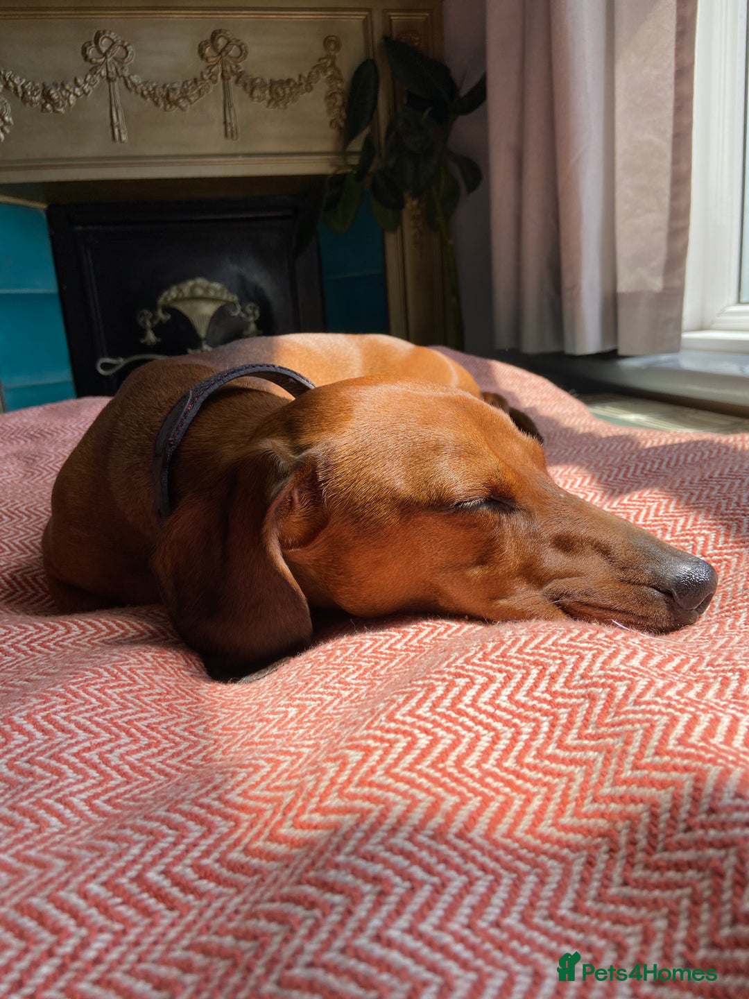 Dachshund dogs for stud: Smooth haired European sized Daschund  - Image 6