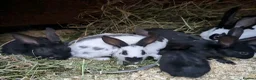 English rabbits for sale: Hand reared baby English rabbits - ready soon! - Advert 10