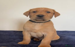 Labrador Retriever dogs for sale: Labrador puppies - Image 3