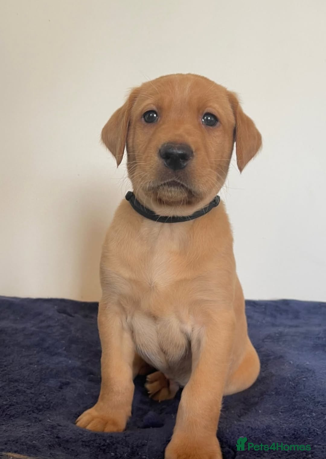 Labrador Retriever dogs for sale: Labrador puppies - Image 3