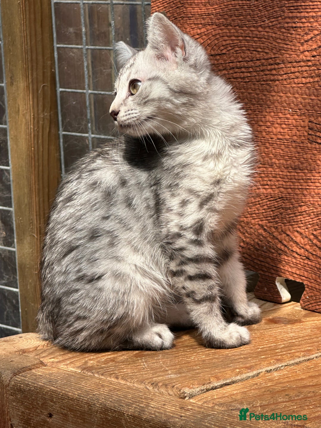Mixed Breed cats for sale: British shorthair/Savannah cross kittens  - Advert 9