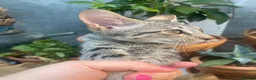 Savannah cats for sale: Savannah PED’G kitten last light bst girl F5SBT - Advert 4