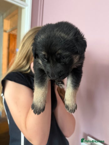 German Shepherd dogs - Advert 9