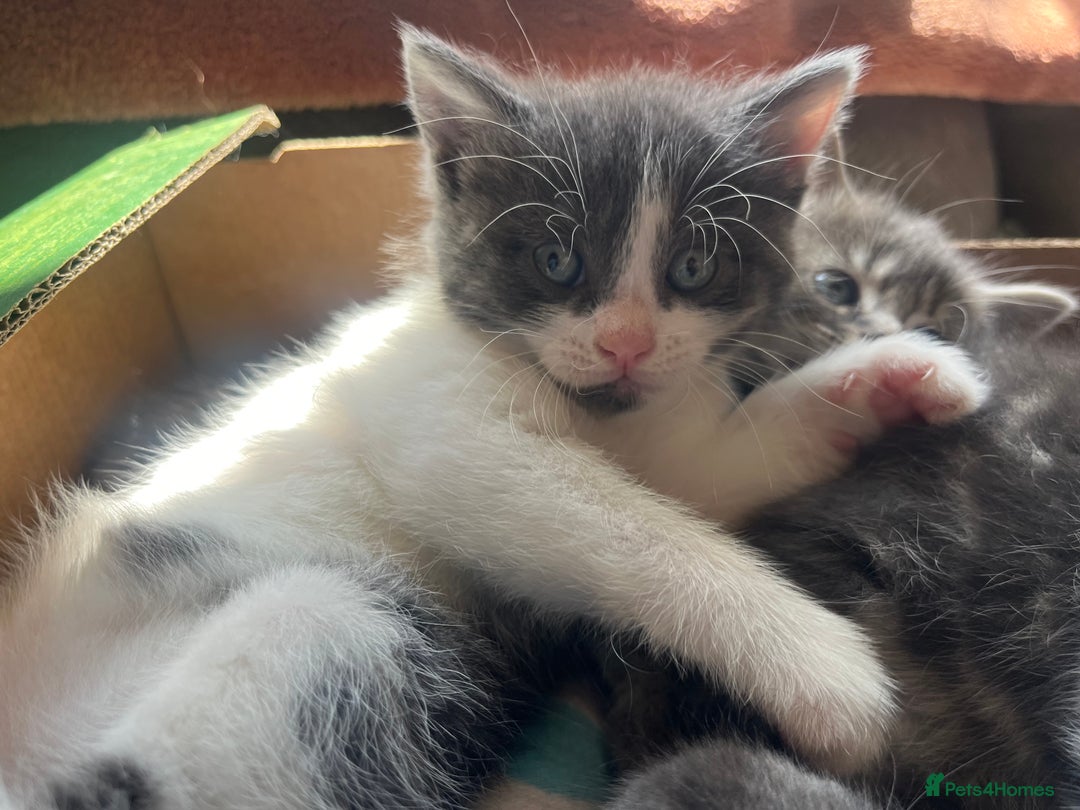 Mixed Breed cats for sale: Female Russian blue and British shorthair mix  - Image 16