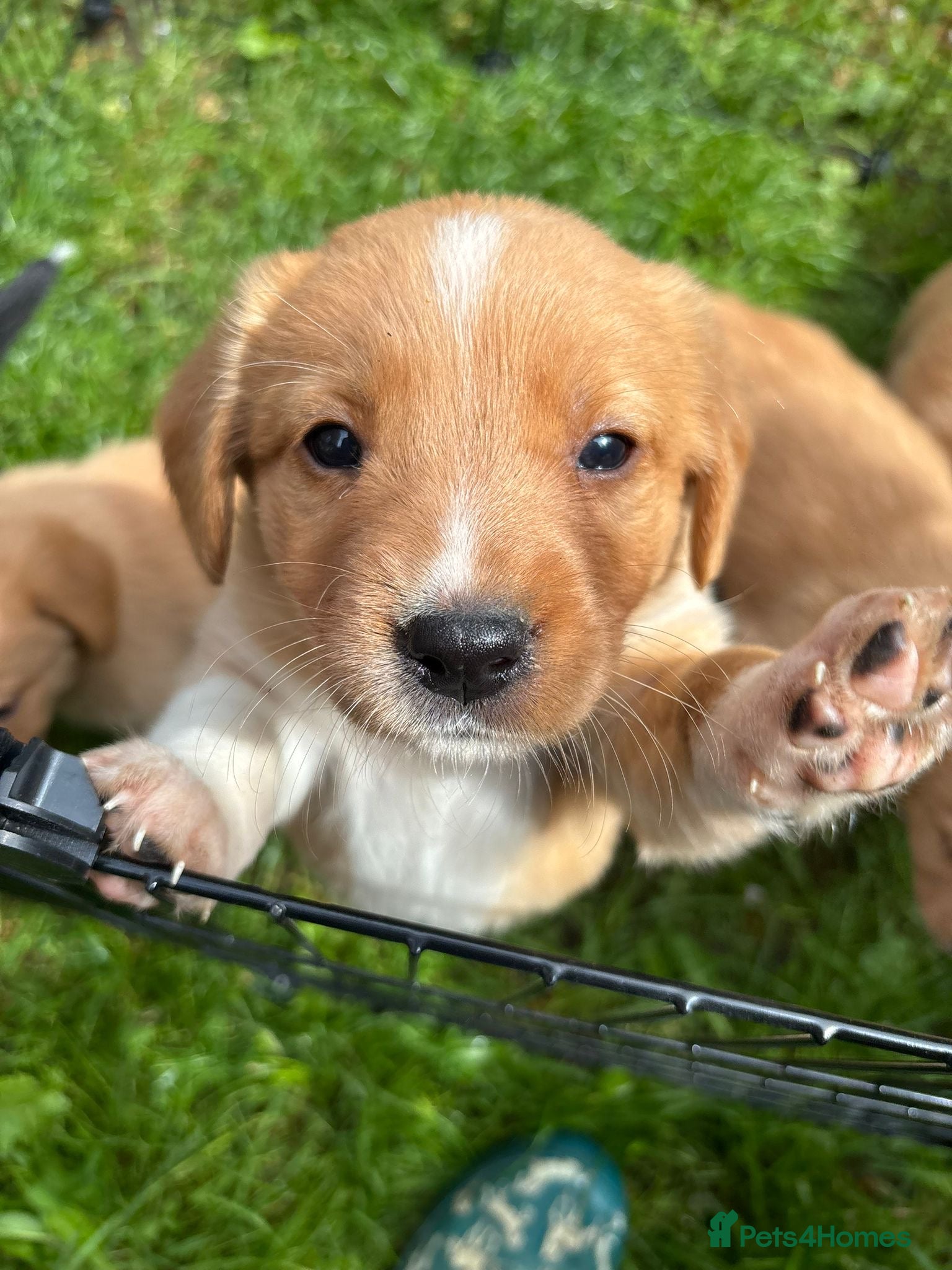 Borador dogs Fox red Borador puppies  - Advert 1