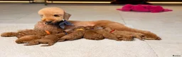 Toy Poodle dogs for sale: 🐩ASIAN Red Purebred Poodle Puppies|DNA Clear🧬 - Advert 1