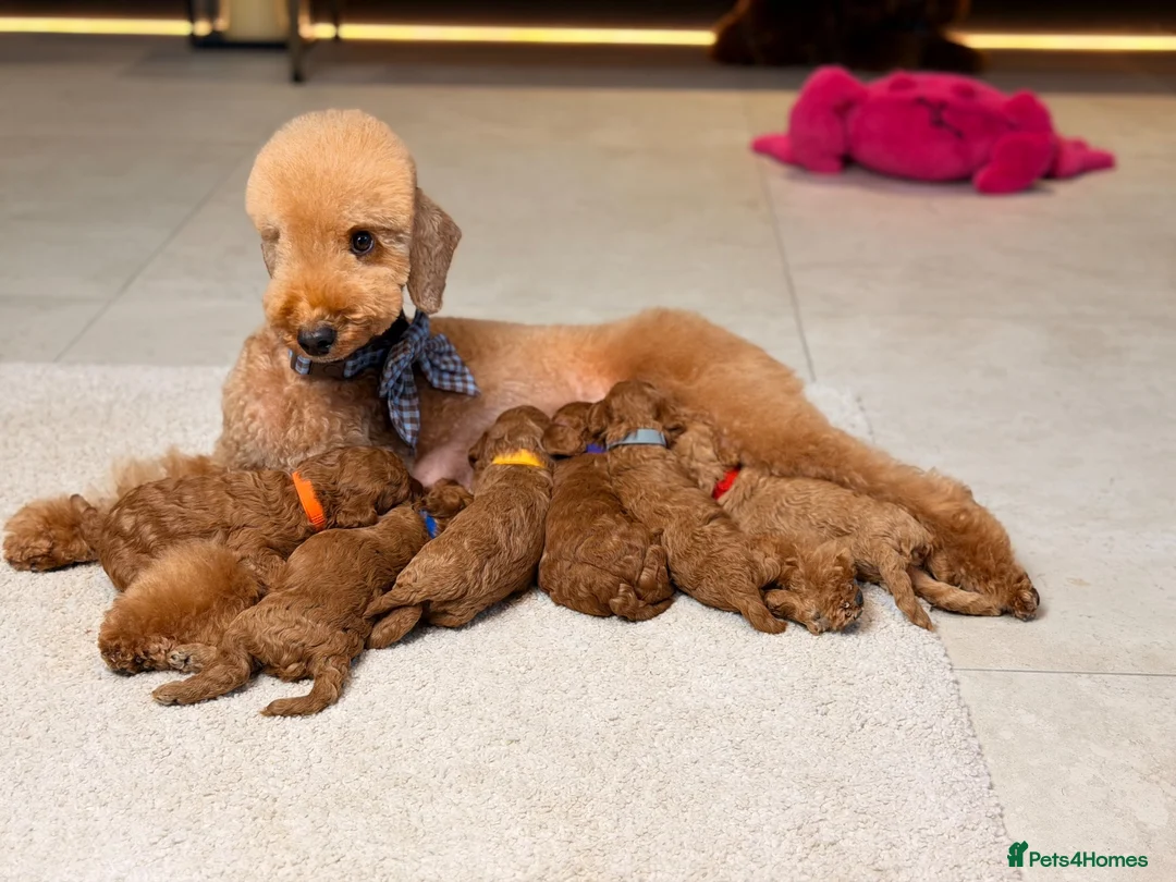 Toy Poodle dogs for sale: 🐩ASIAN Red Purebred Poodle Puppies|DNA Clear🧬 - Advert 1