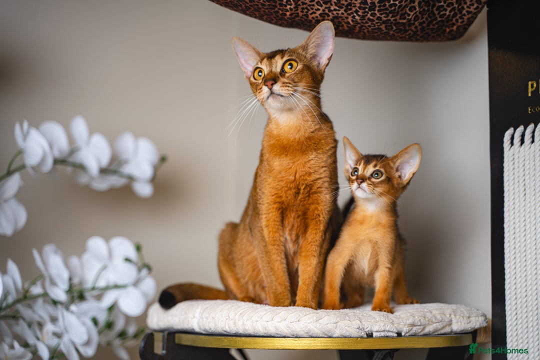 Abyssinian cats for sale: One of the Kind Abyssinian Girl-Champions Pedigree - Image 35