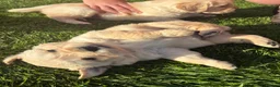 Golden Retriever dogs for sale: Golden Retriever Pups for sale  - Advert 15