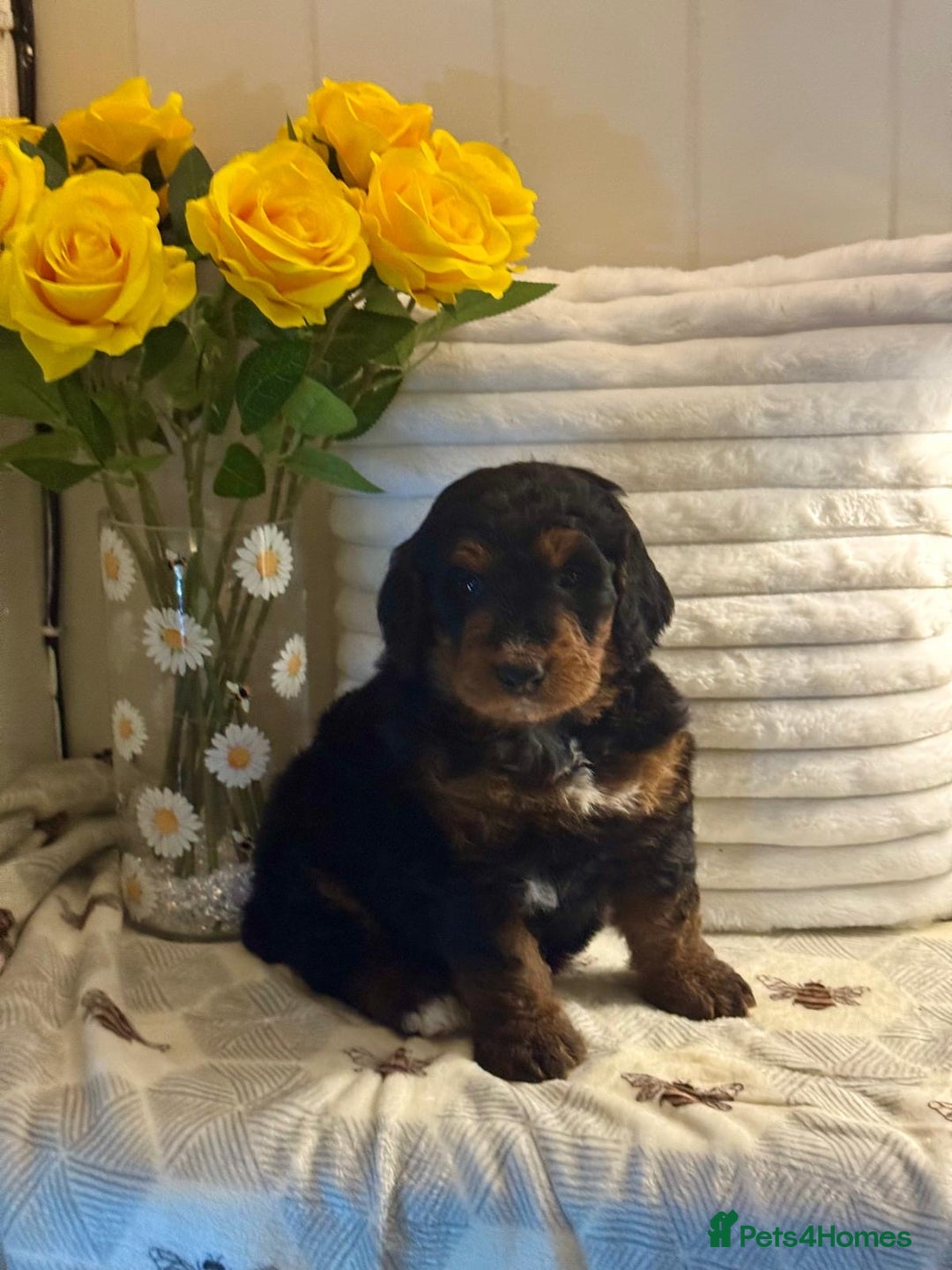 Bernedoodle dogs for sale: 7 mini medium bernedoodle puppies for sale - Advert 6