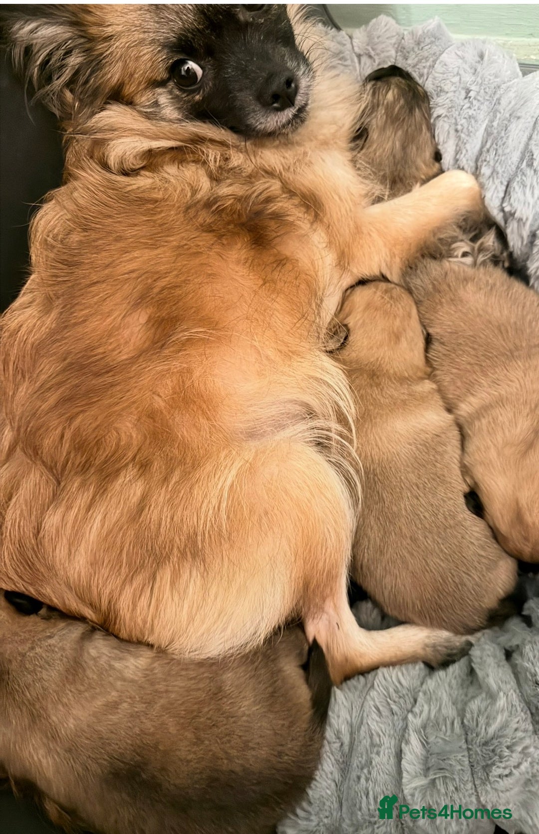 Pomeranian dogs for sale: 3 lovely girls and 1 boy Pomeranian puppies  - Advert 3