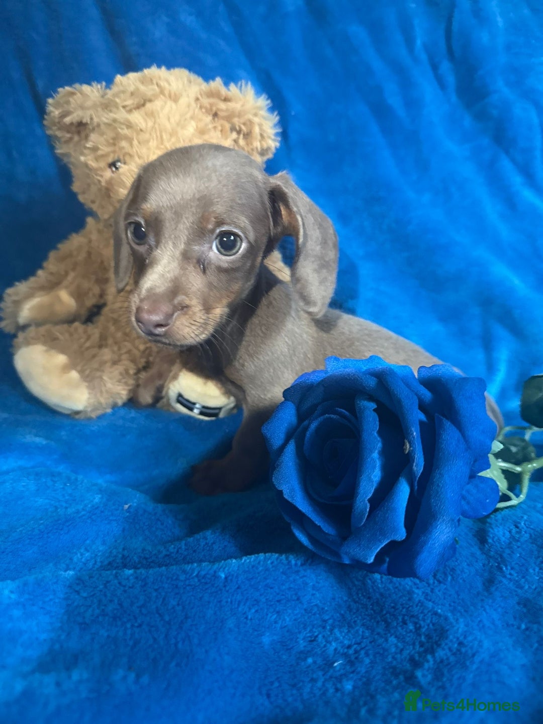 Miniature Dachshund dogs for sale: Miniature dachshunds - Image 5