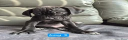 Cane Corso dogs for sale: Cane corso puppies - Advert 20