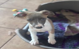 Whippet dogs for sale: Wonderful whippets 5* puppies  - Image 5