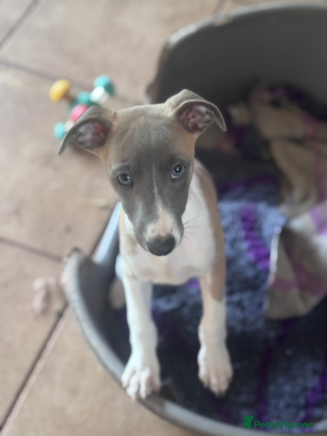 Whippet dogs for sale: Wonderful whippets 5* puppies  - Image 5