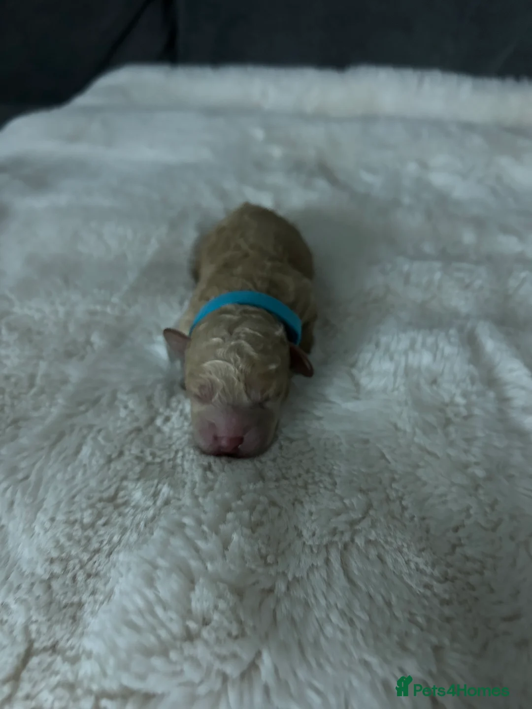 Poochon dogs for sale: Poochon in Liverpool - Advert 2