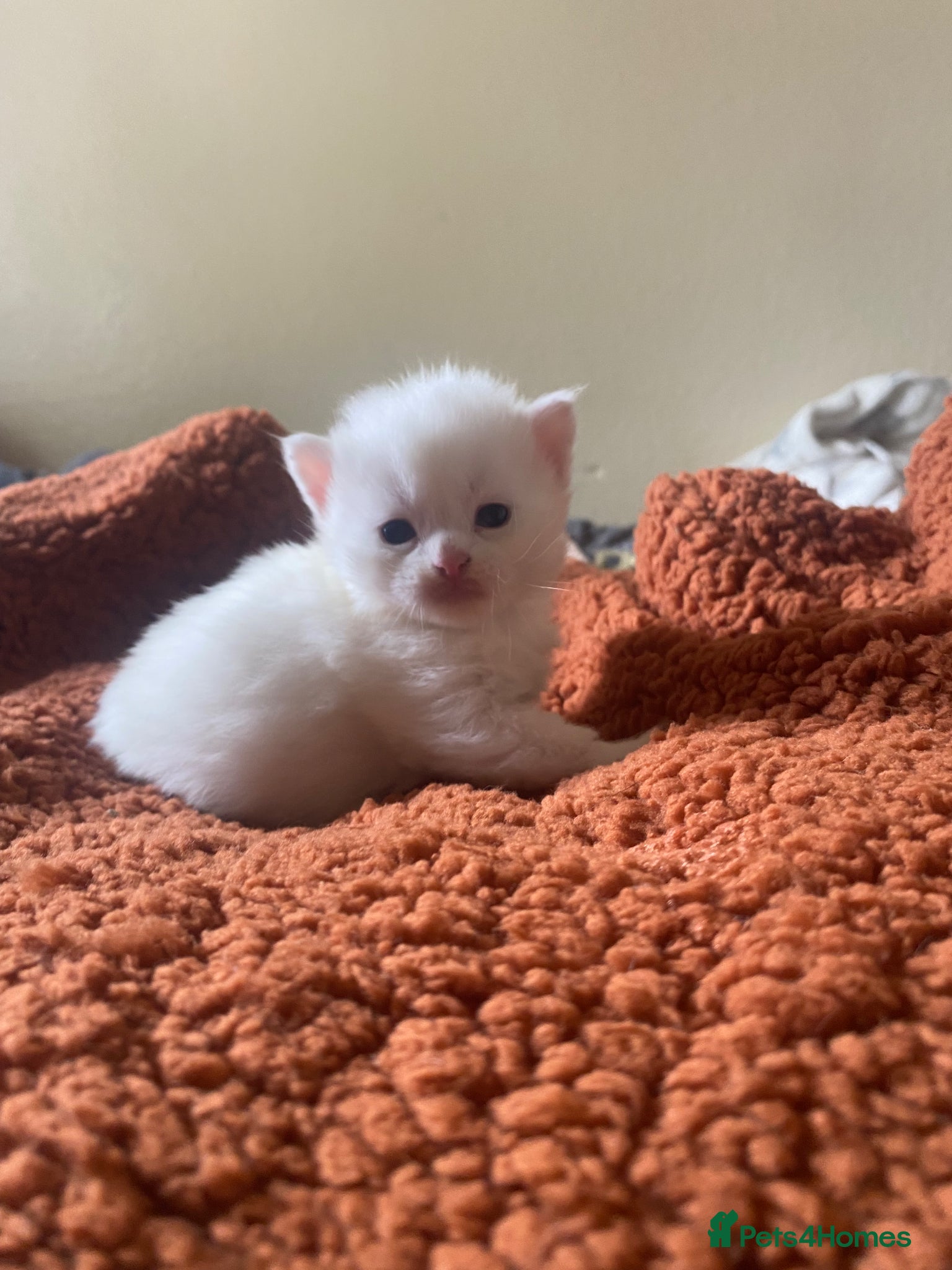 Mixed Breed cats Adorable kittens looking for forever homes - Advert 18