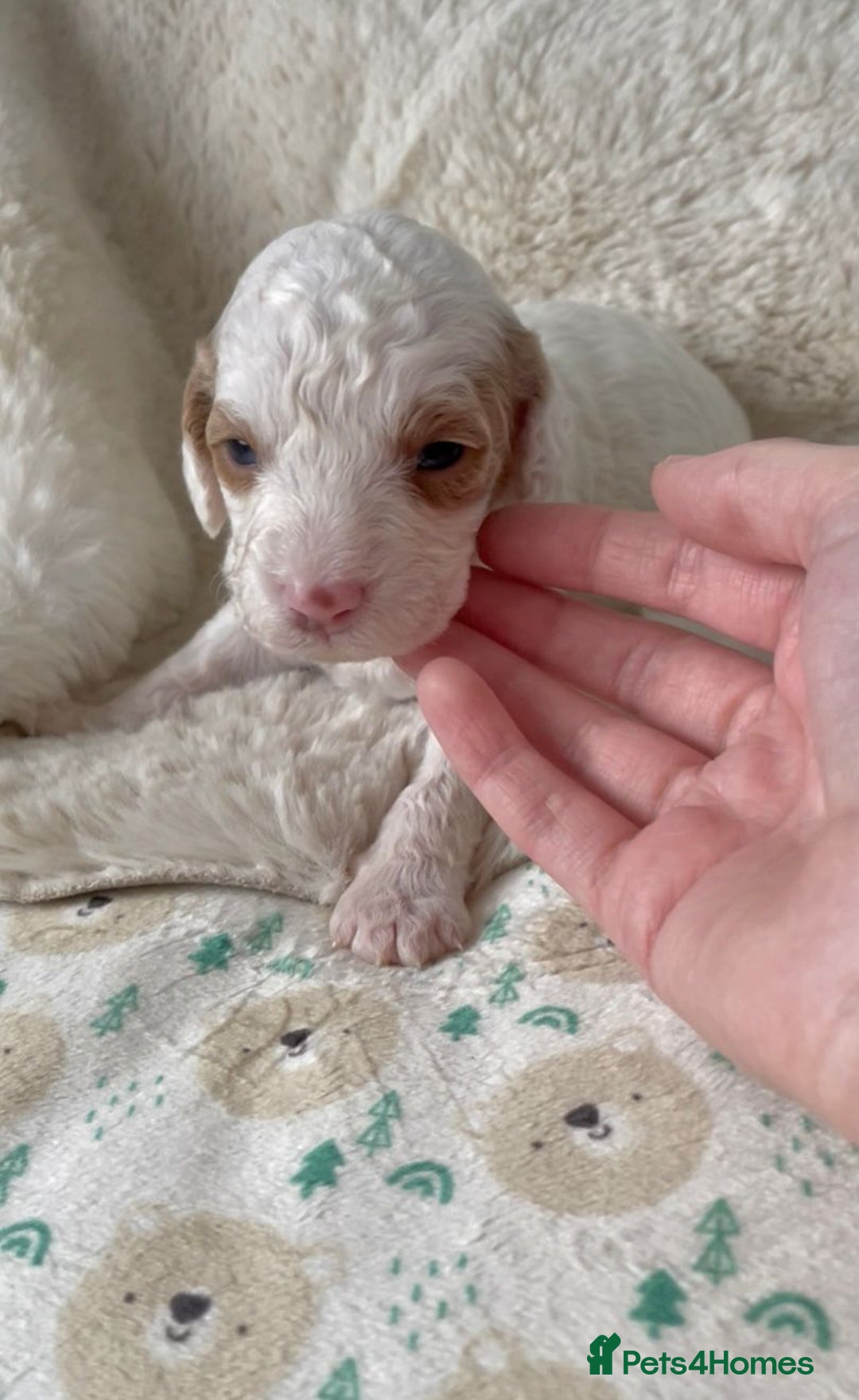 Cavapoo dogs for sale: Gorgeous cavapoo pups from health tested parents - Image 9