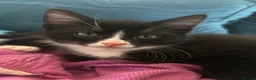 Domestic Shorthair cats for sale: 2 Beautiful loving male kittens need loving homes - Advert 6