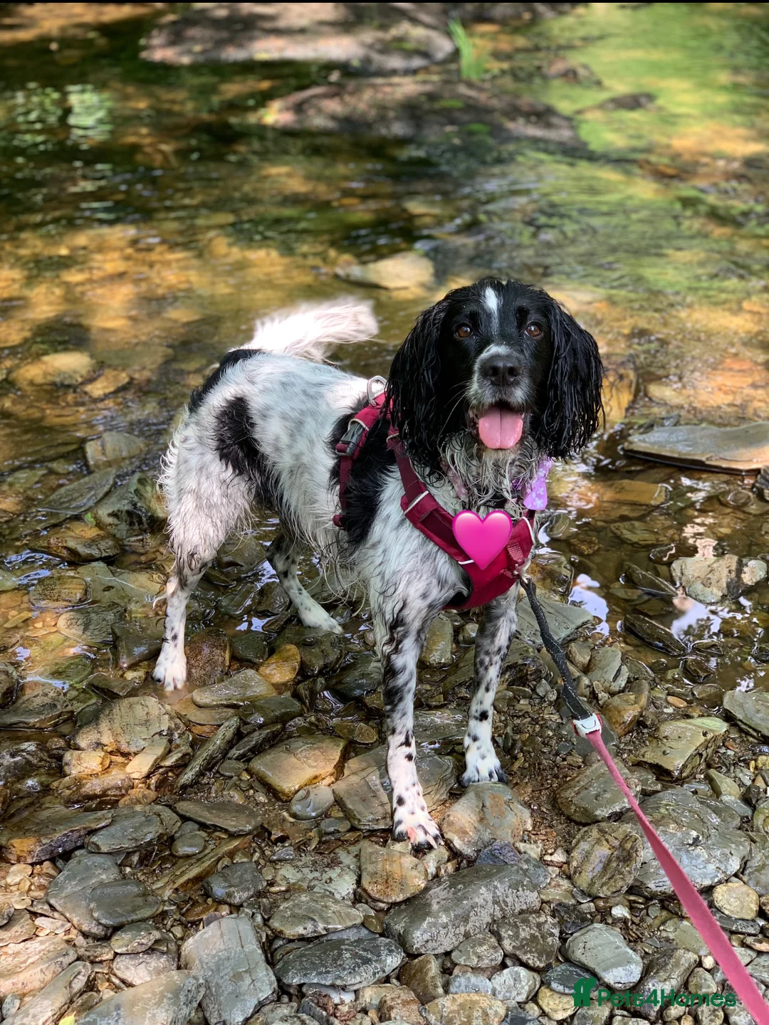 English Springer Spaniel dogs for sale: Looking for a special home - Advert 1
