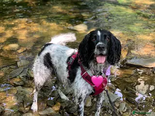 English Springer Spaniel dogs Looking for a special home - Advert 2