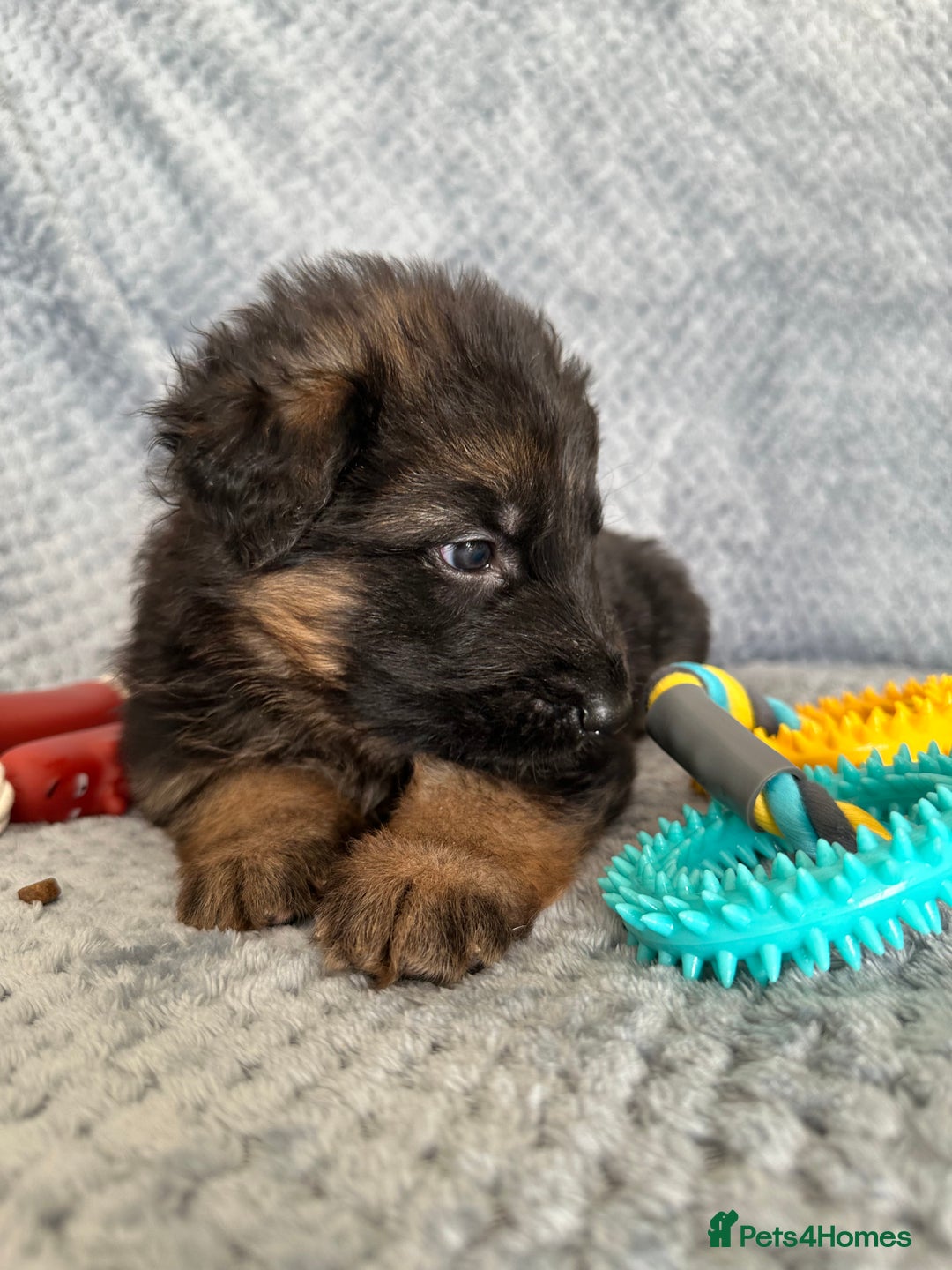 German Shepherd dogs for sale: K/C Registered German Shepherd Puppies  - Image 16
