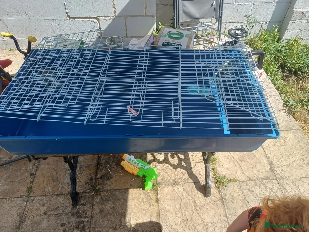Guinea Pig rodents for sale: Butter and Bean in Trowbridge - Advert 2