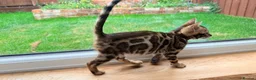 Bengal cats for sale: 🐾 Show quality GCCF Bengal Kittens for Sale 🐾 - Advert 7