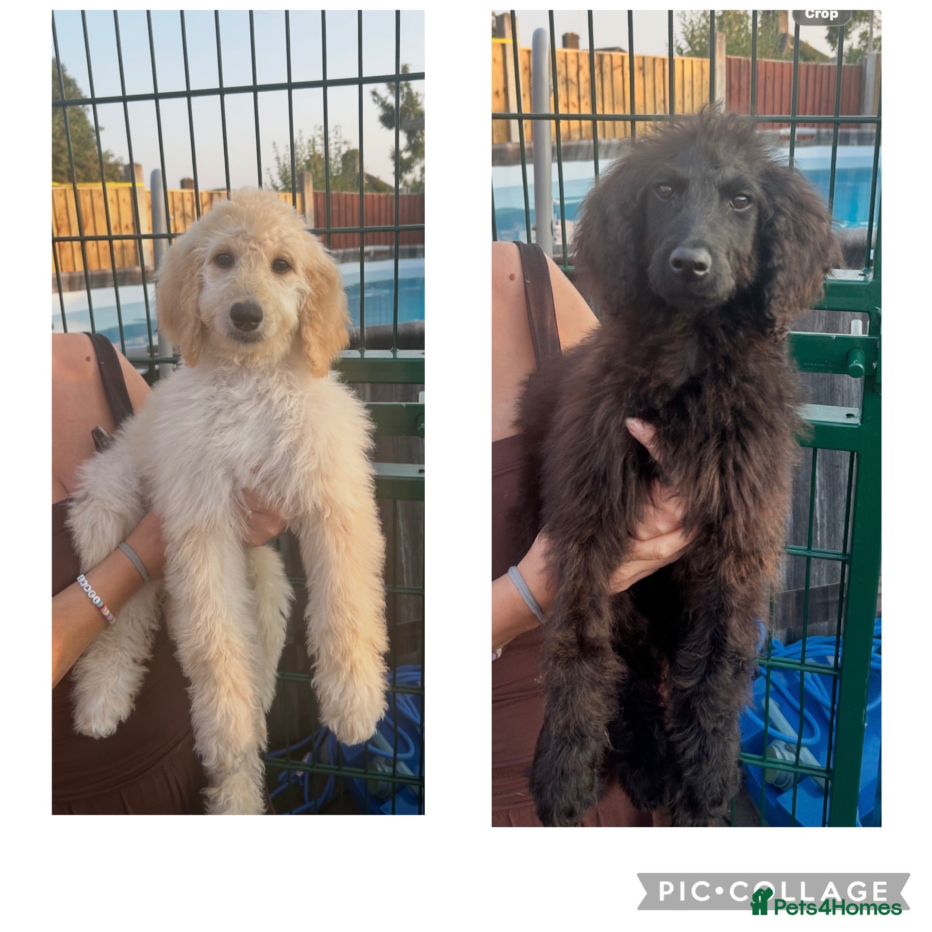 Labradoodle dogs Adorable health tested f1bb standard labradoodles  - Advert 1