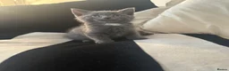 Mixed Breed cats for sale: Gorgeous kittens - Advert 5