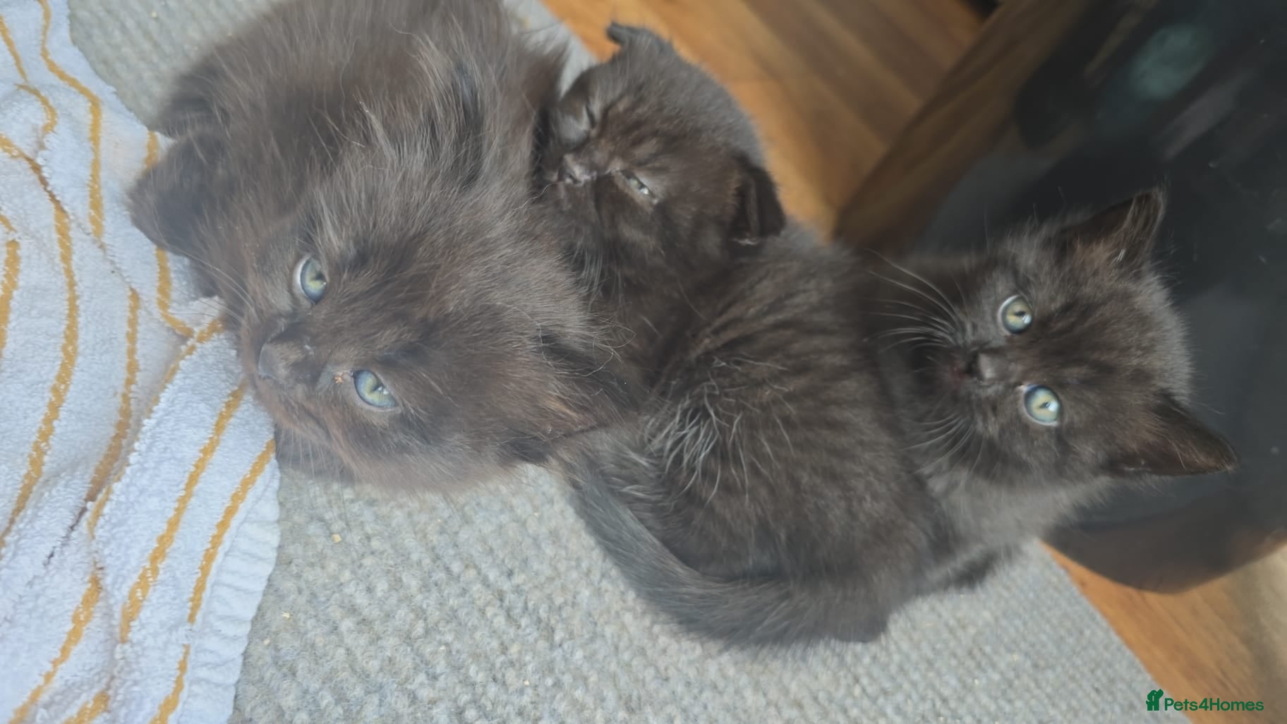 British Shorthair cats 6 British shorthair Scottish folded kittens  - Advert 1