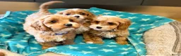 Cavapoo dogs for sale: Exceptional F1 Toy Cavapoos-Health Tested Parents - Advert 17