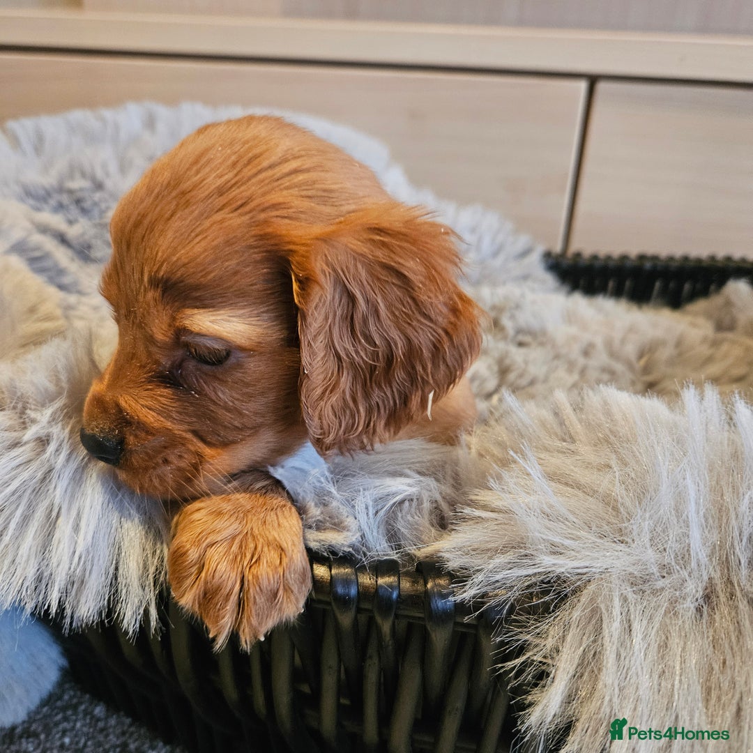Cocker Spaniel dogs for sale: Rare Merle Working Type Cocker Spaniels - Advert 16