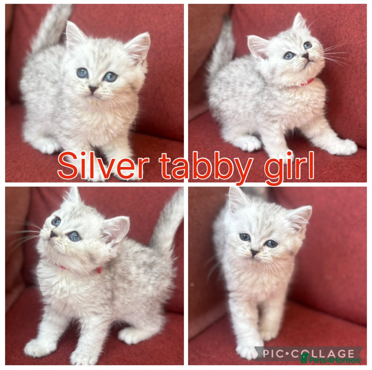 Silver tabby girl (red collar)